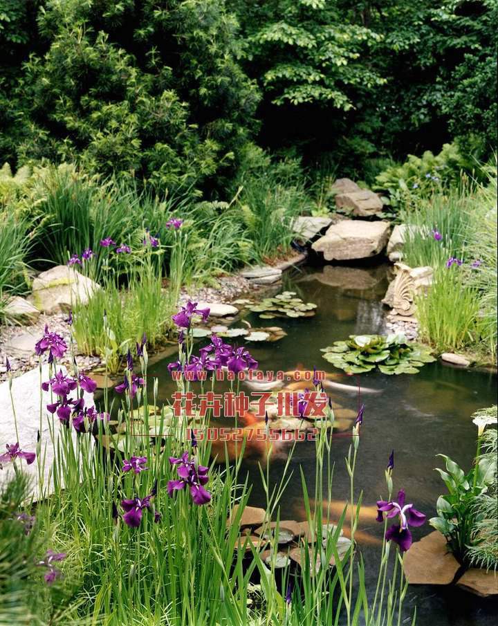 唐菖蒲種子批發(fā)