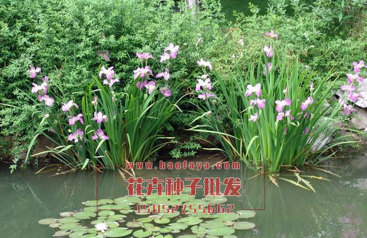 唐菖蒲種植技術(shù)