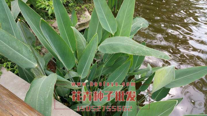 再力花種植栽培技術(shù)