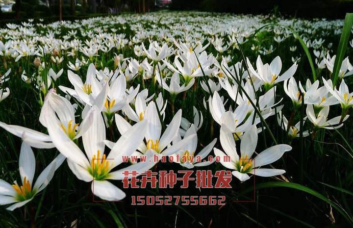 蔥蘭種球銷售價(jià)格