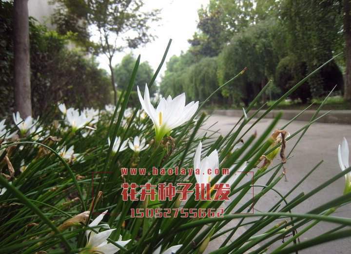 蔥蘭種球供應(yīng)公司