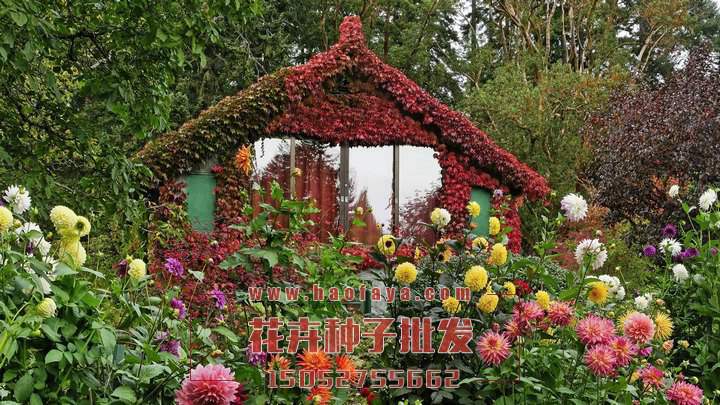 大麗花種球批發(fā)