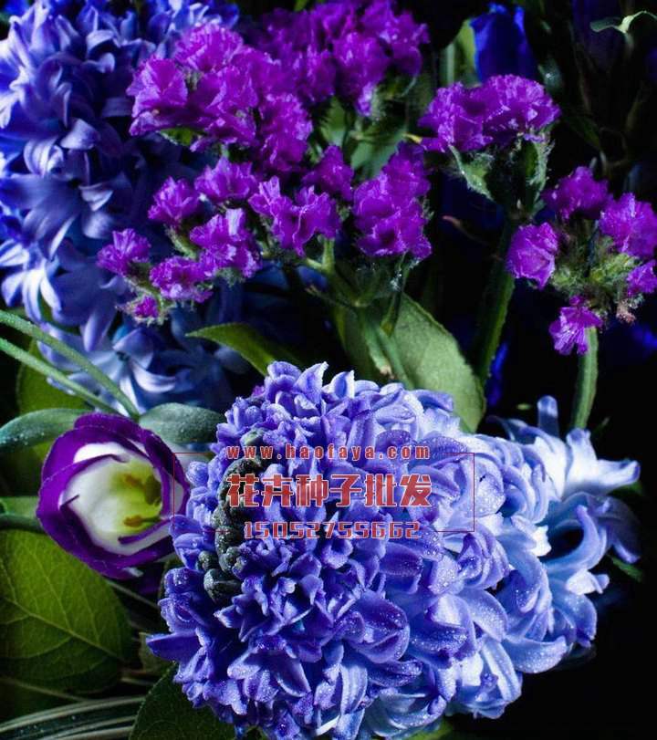 風(fēng)信子種球批發(fā)