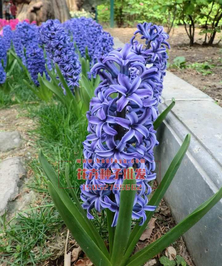 風(fēng)信子種球銷售價格