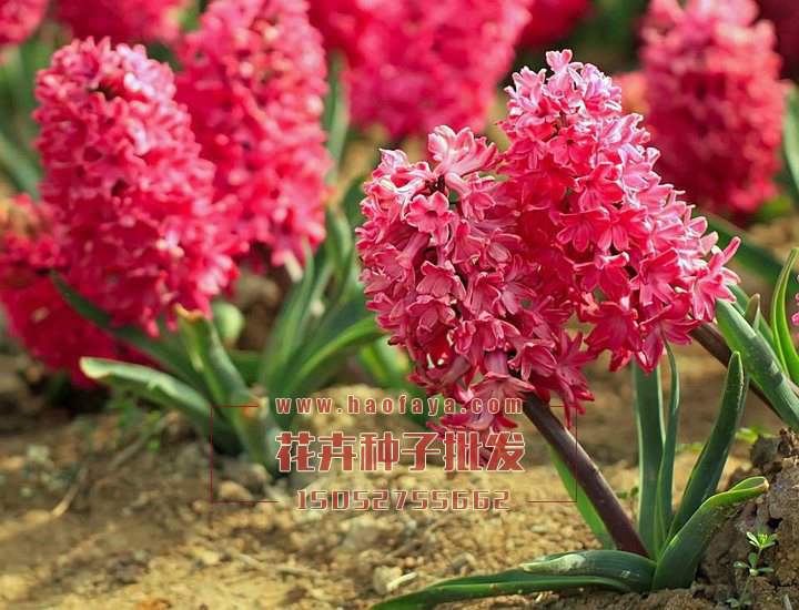 風(fēng)信子種球供應(yīng)公司