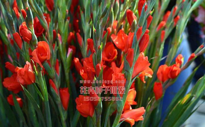 劍蘭銷售價(jià)格