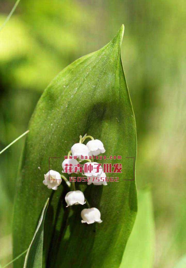 鈴蘭花種根批發(fā)