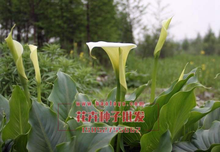 馬蹄蓮種球批發(fā)