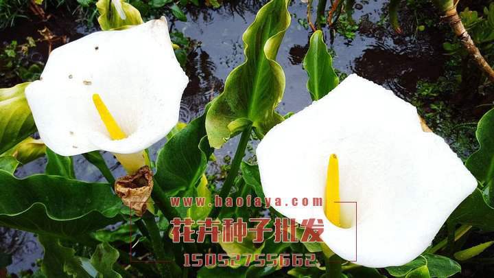 馬蹄蓮種球銷售價格