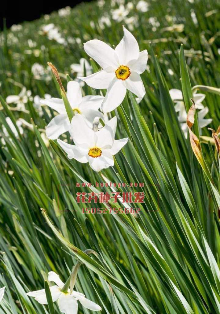 水仙花種球批發(fā)