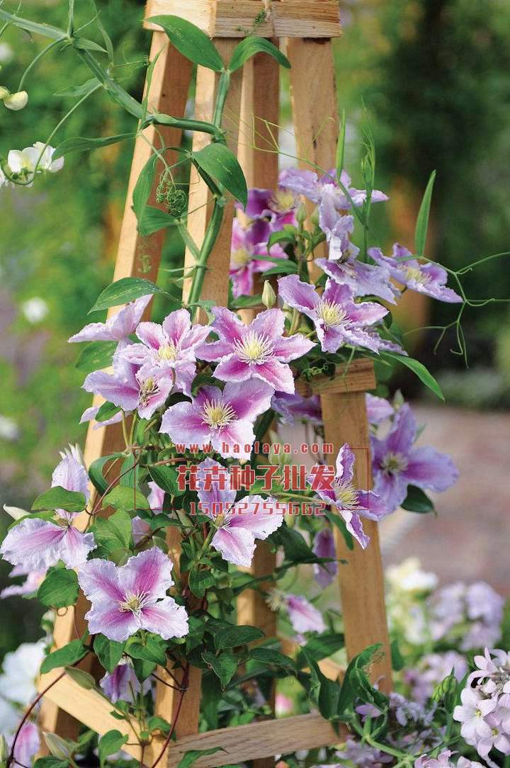 鐵線蓮種植技術(shù)