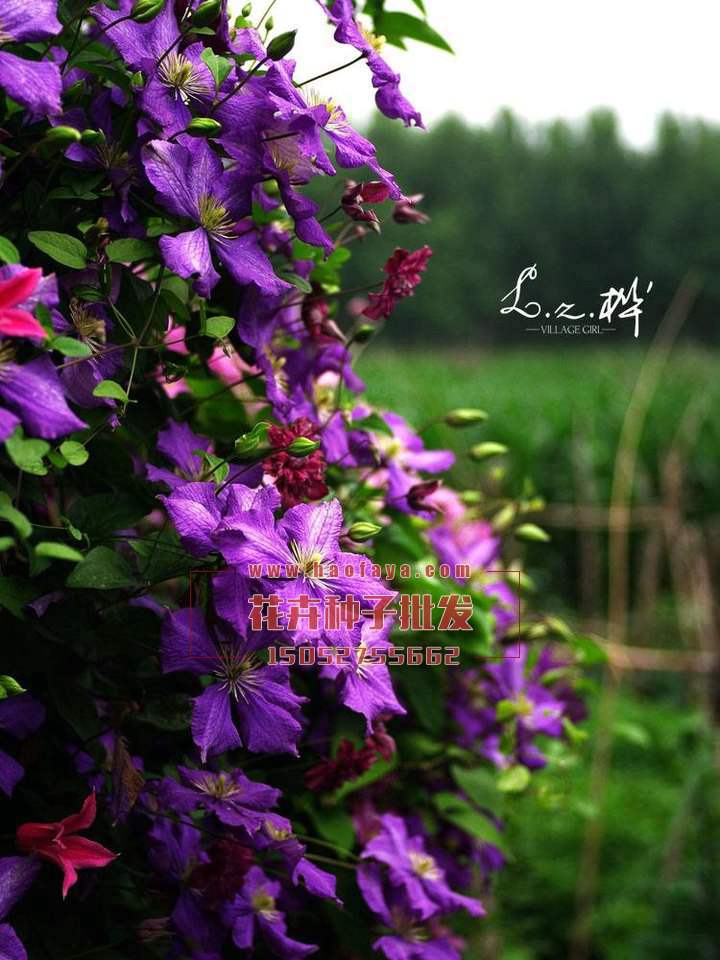 鐵線蓮種球供應(yīng)公司