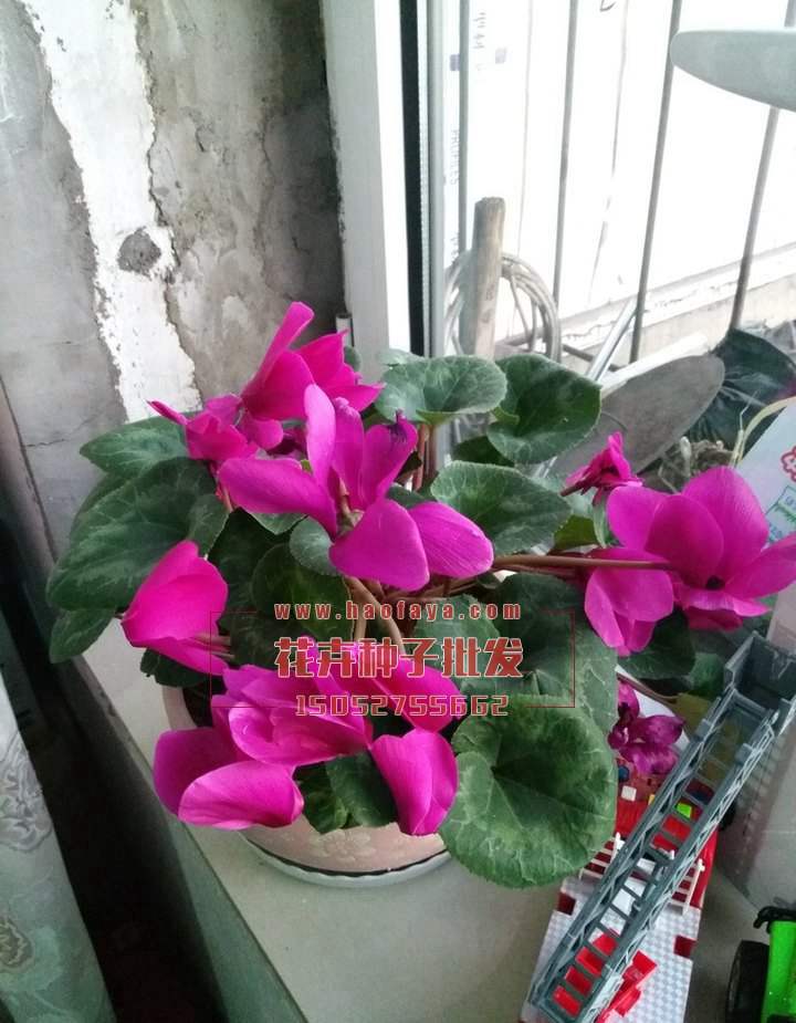 仙客來種球銷售價(jià)格