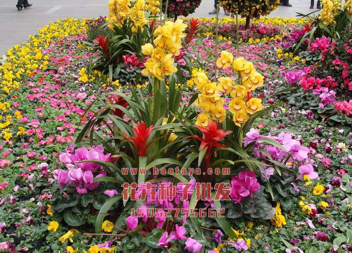 仙客來種球供應(yīng)公司