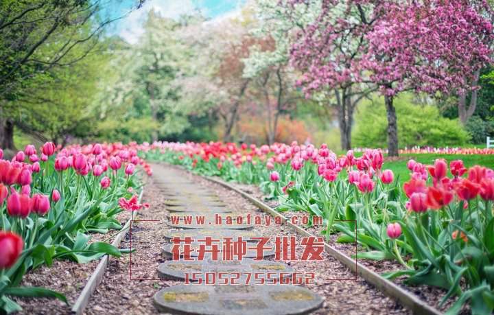 郁金香種植技術(shù)