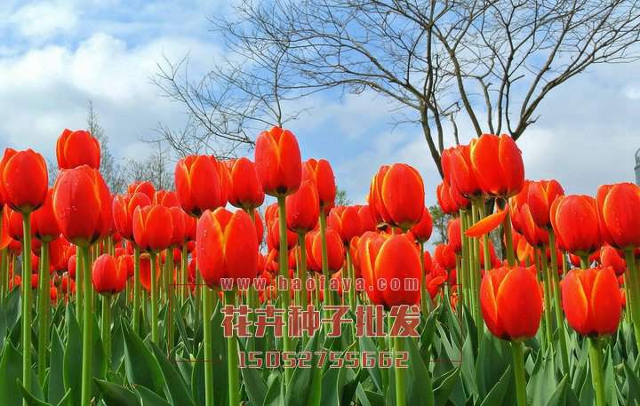 郁金香栽培價(jià)值