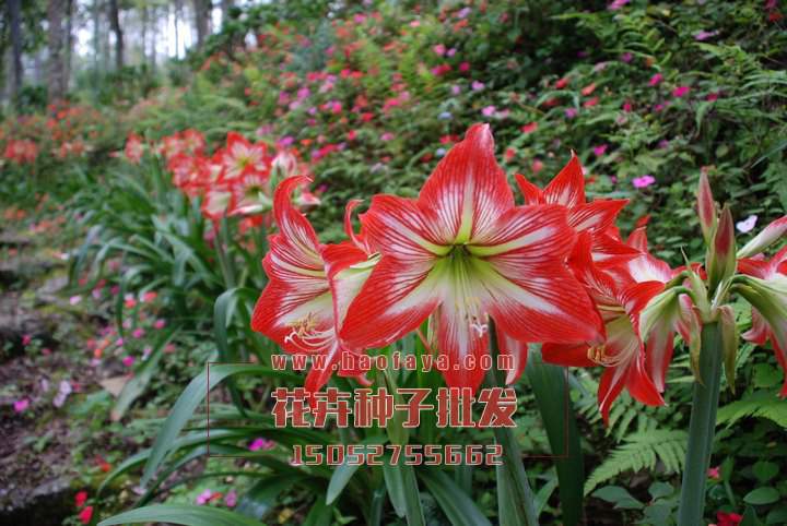 朱頂紅種球供應(yīng)公司