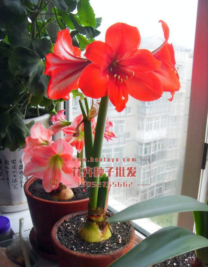 朱頂紅種植技術(shù)