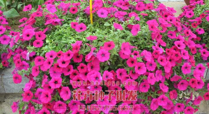矮牽牛播種技術(shù)