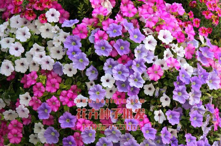 矮牽牛種子銷售價(jià)格