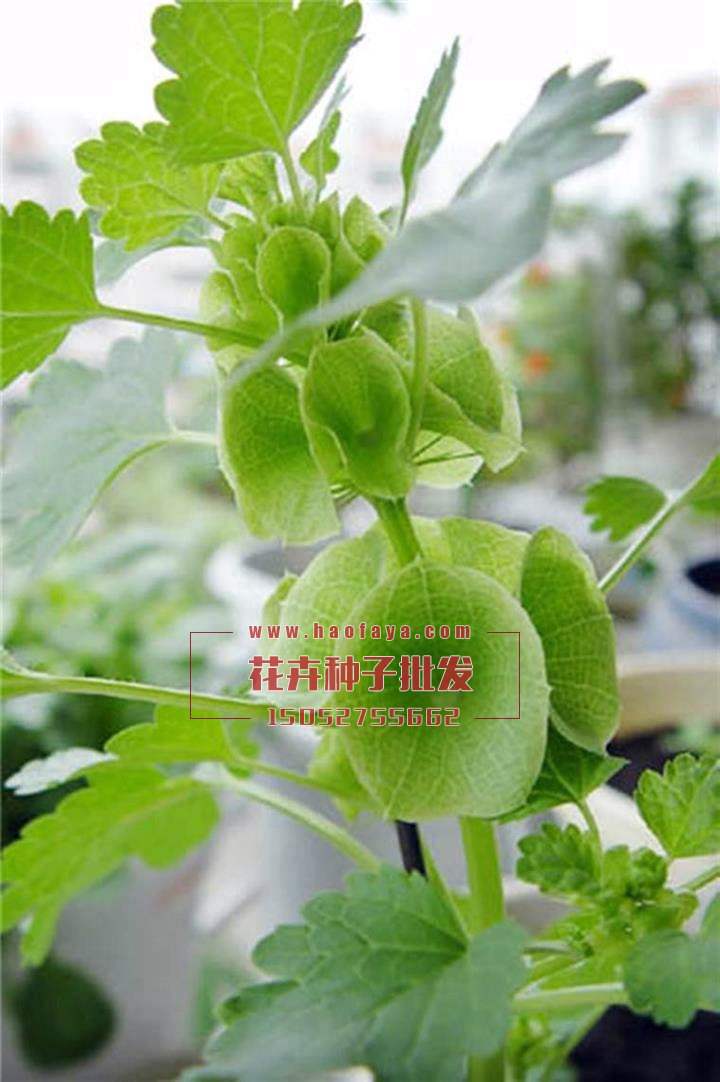 貝殼花種子銷售價格