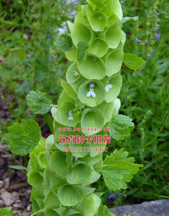 貝殼花批發(fā)公司