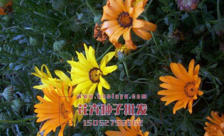 綢緞花種子批發(fā)價(jià)格