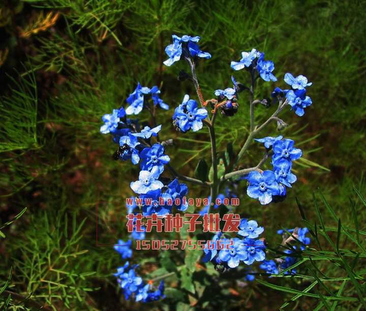 倒提壺種植技術(shù)