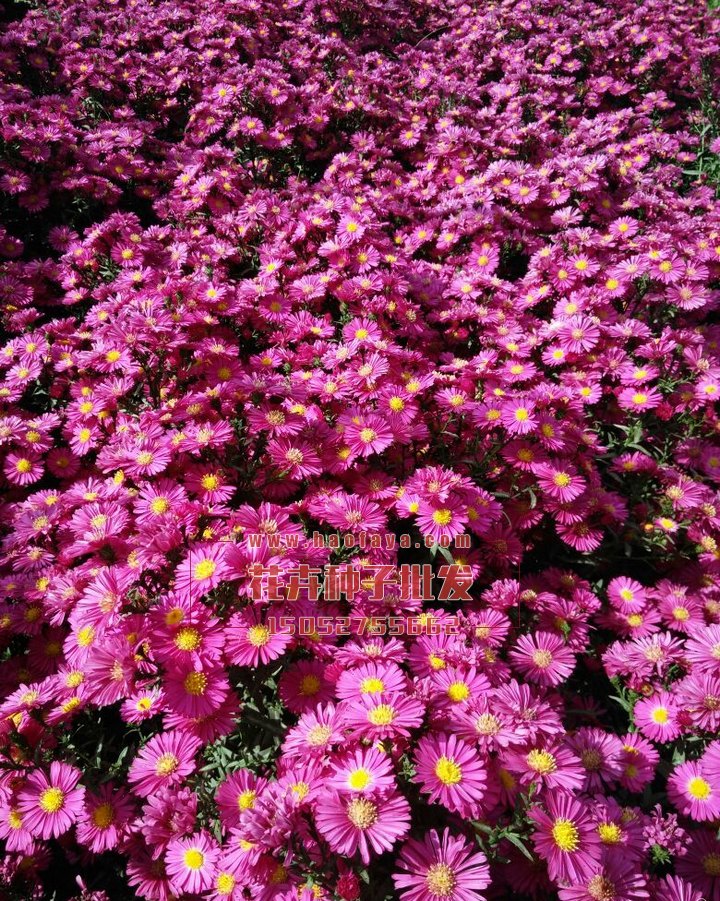 地被菊種子銷售價格
