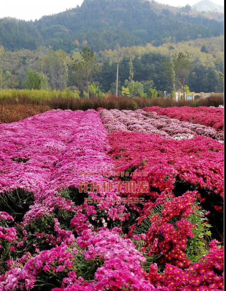 地被菊種子批發(fā)供應(yīng)公司