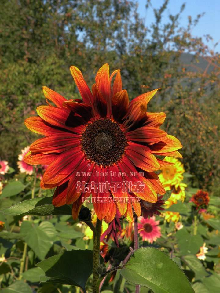 紫色向日葵種子