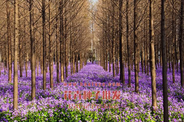 二月蘭栽培種植技術(shù)