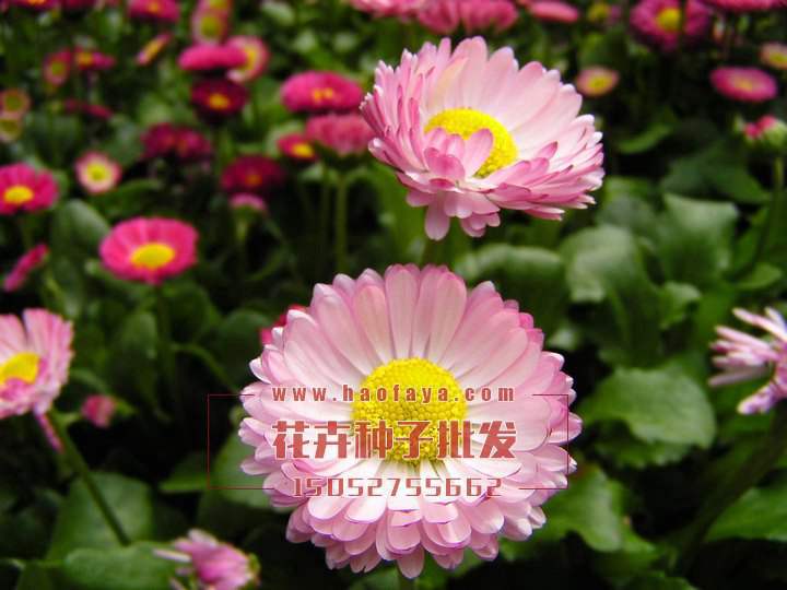 非洲菊
