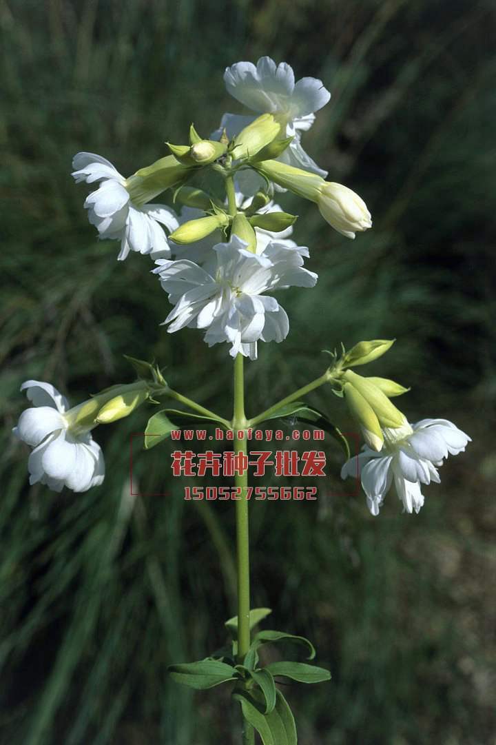 肥皂草種子銷售價格