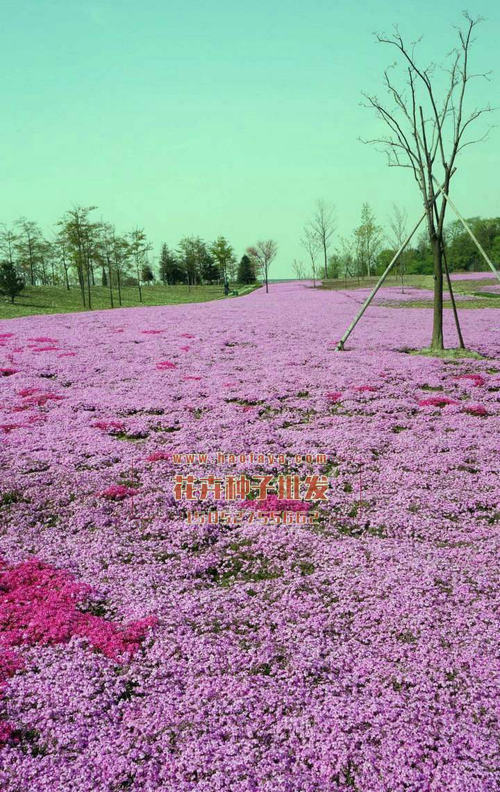 福祿考種子銷售價(jià)格