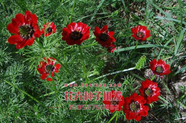 福壽花種植技術(shù)