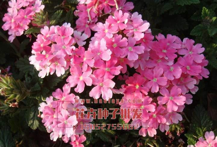 古代稀種子銷售價(jià)格