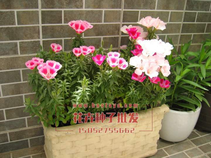 古代稀種子銷售價(jià)格