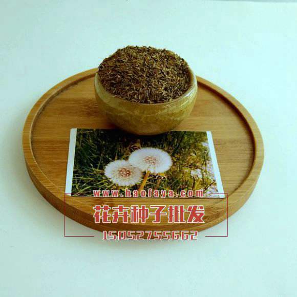 觀(guān)賞蒲公英種子