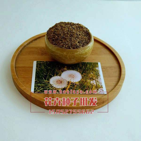 觀賞蒲公英種子