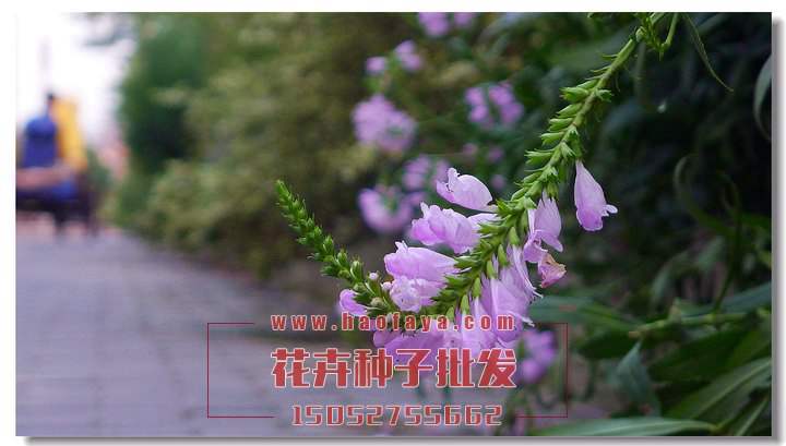 假龍頭種子銷(xiāo)售