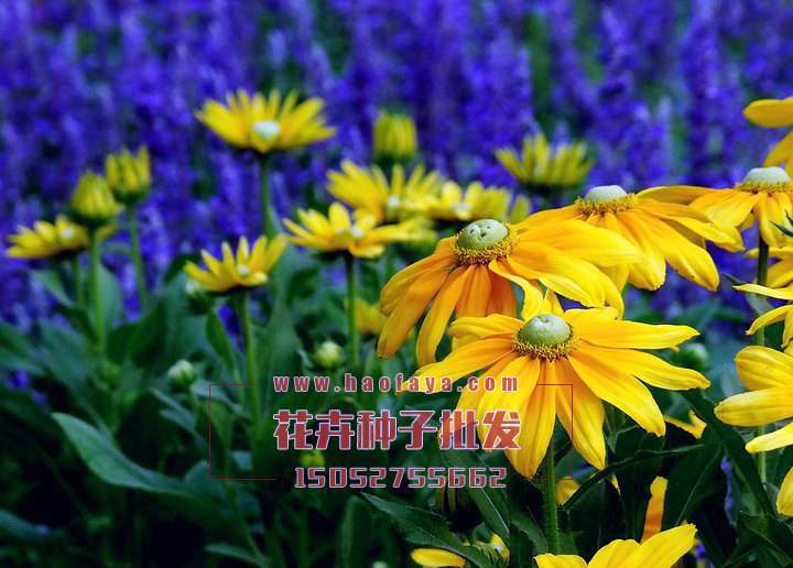 金光菊種植技術(shù)