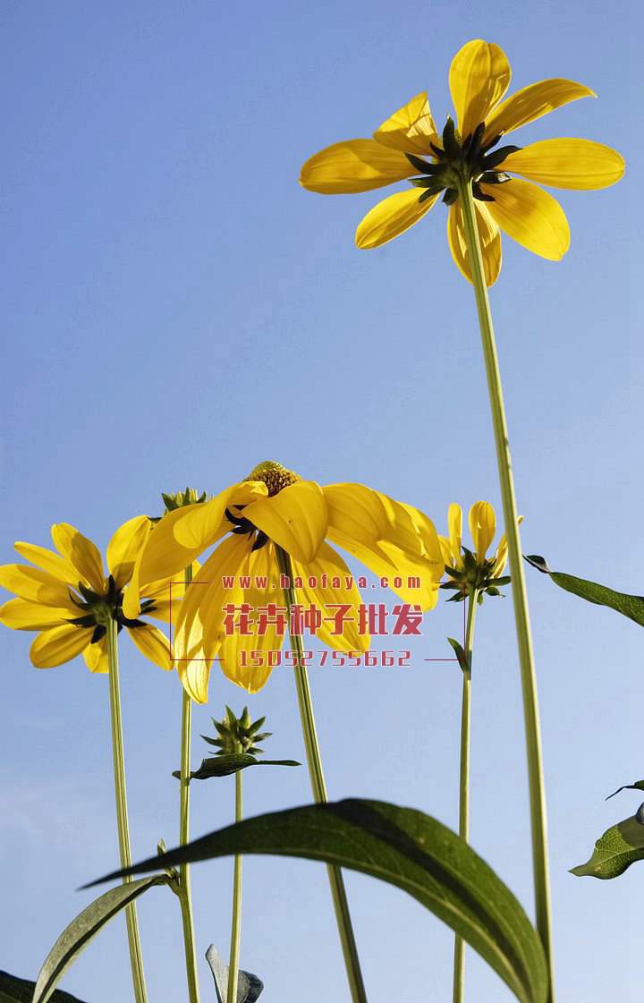 金光菊種子播種效果展示