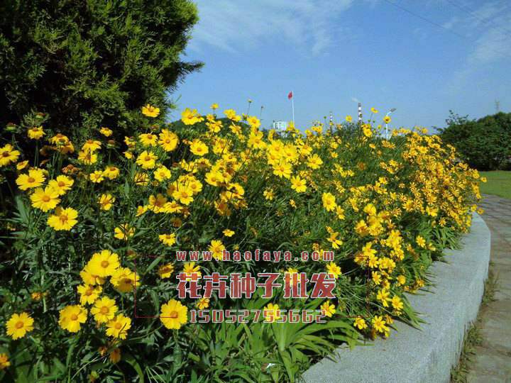 金雞菊種子銷售價格