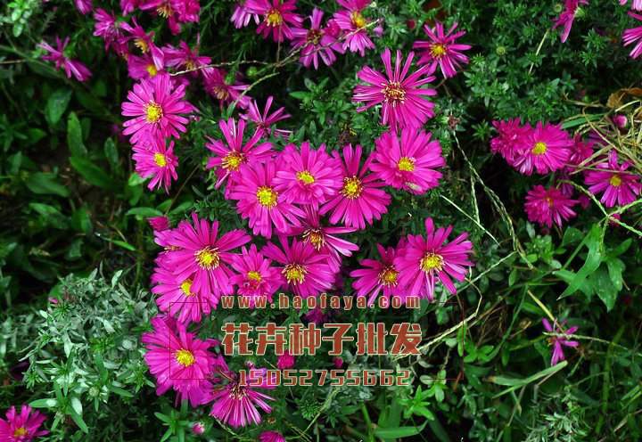 荷蘭菊種子銷售價格