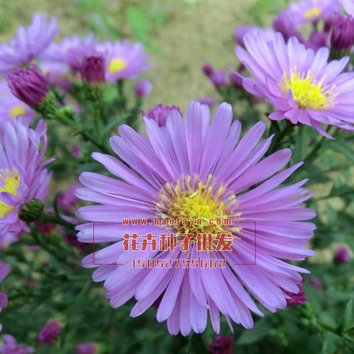 荷蘭菊種子銷售公司