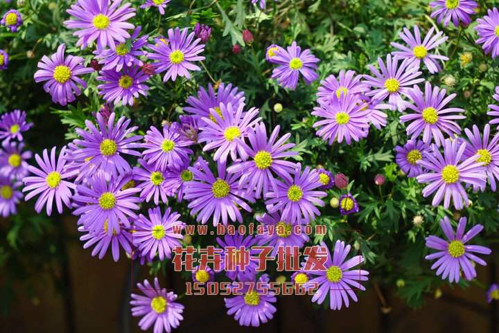 荷蘭種子播技術(shù)