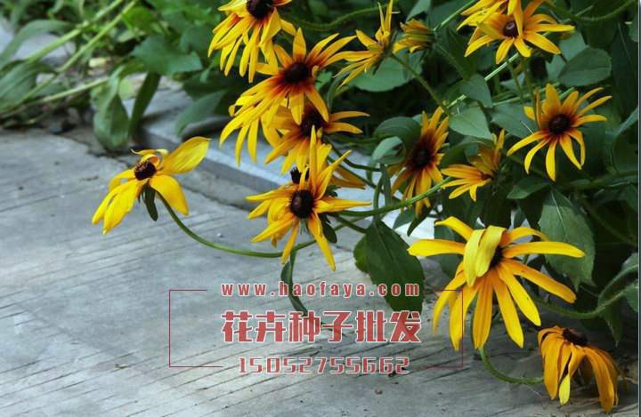 黑心菊種子批發(fā)