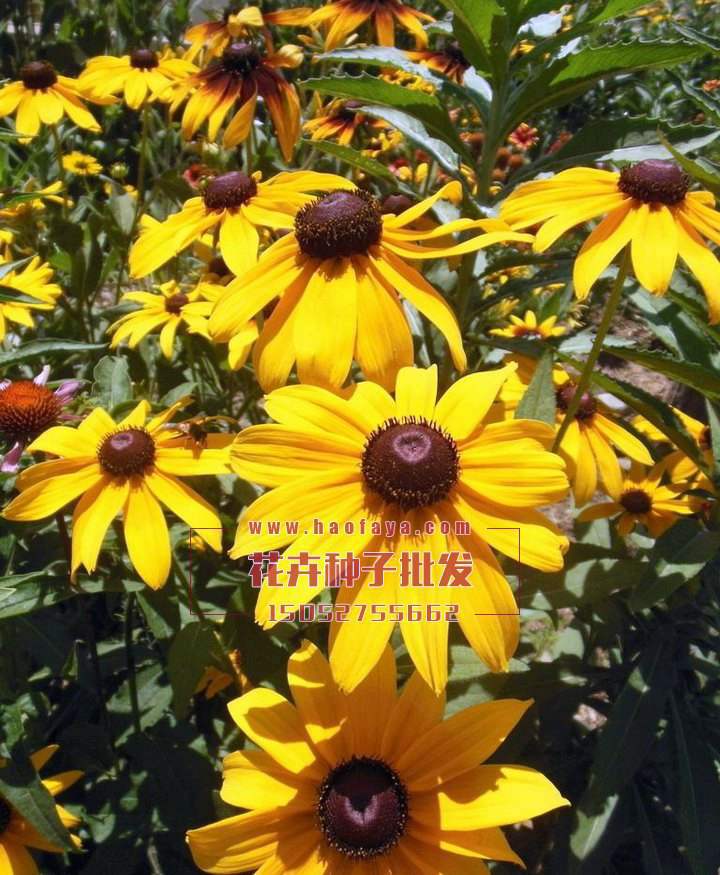 黑心菊種子播種效果展示