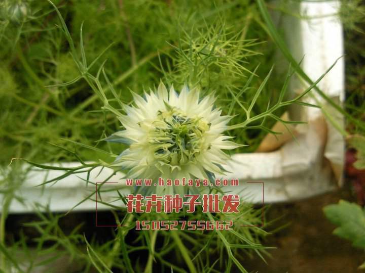 黑種草種子銷(xiāo)售價(jià)格